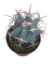 Ferocactus Emory Cactus Ø13 Planta Para Sol
