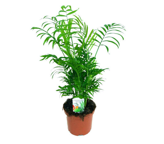 Chamaedorea Elegans M15 60cm_0