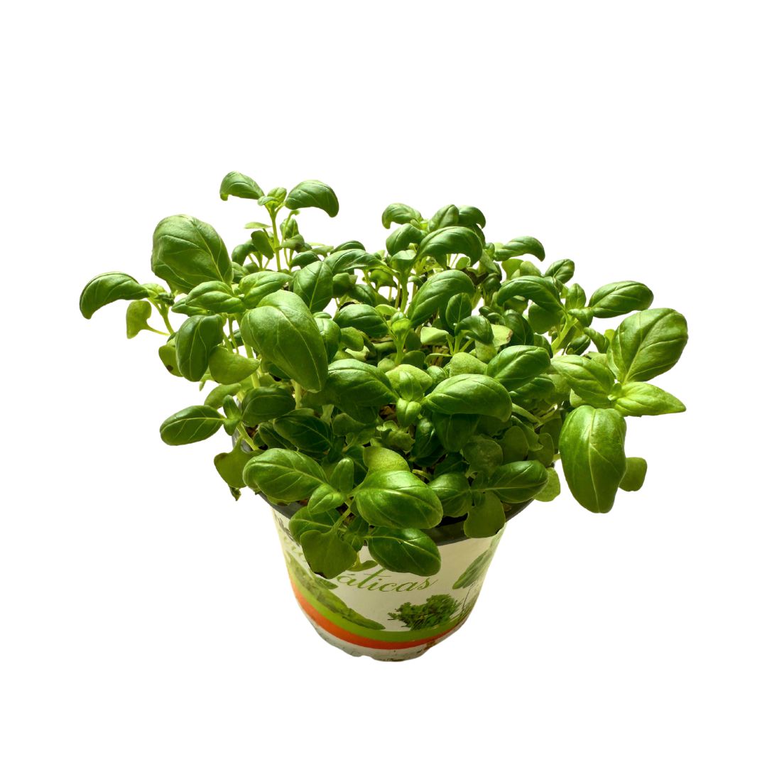 Albahaca Planta Aromática Y Medicinal (ocimum Basilicum)