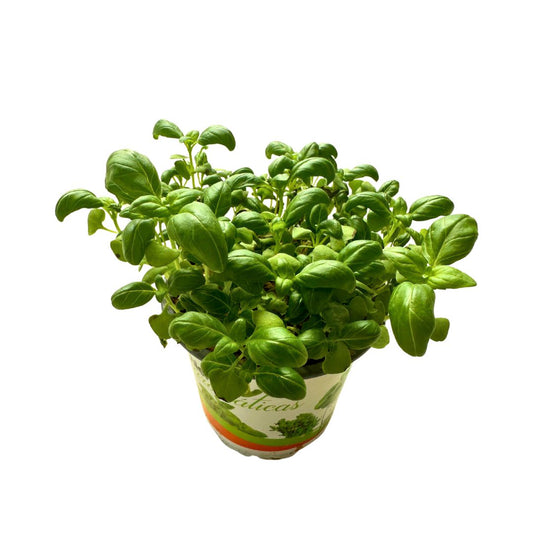 Albahaca Planta Aromática Y Medicinal (ocimum Basilicum)_0