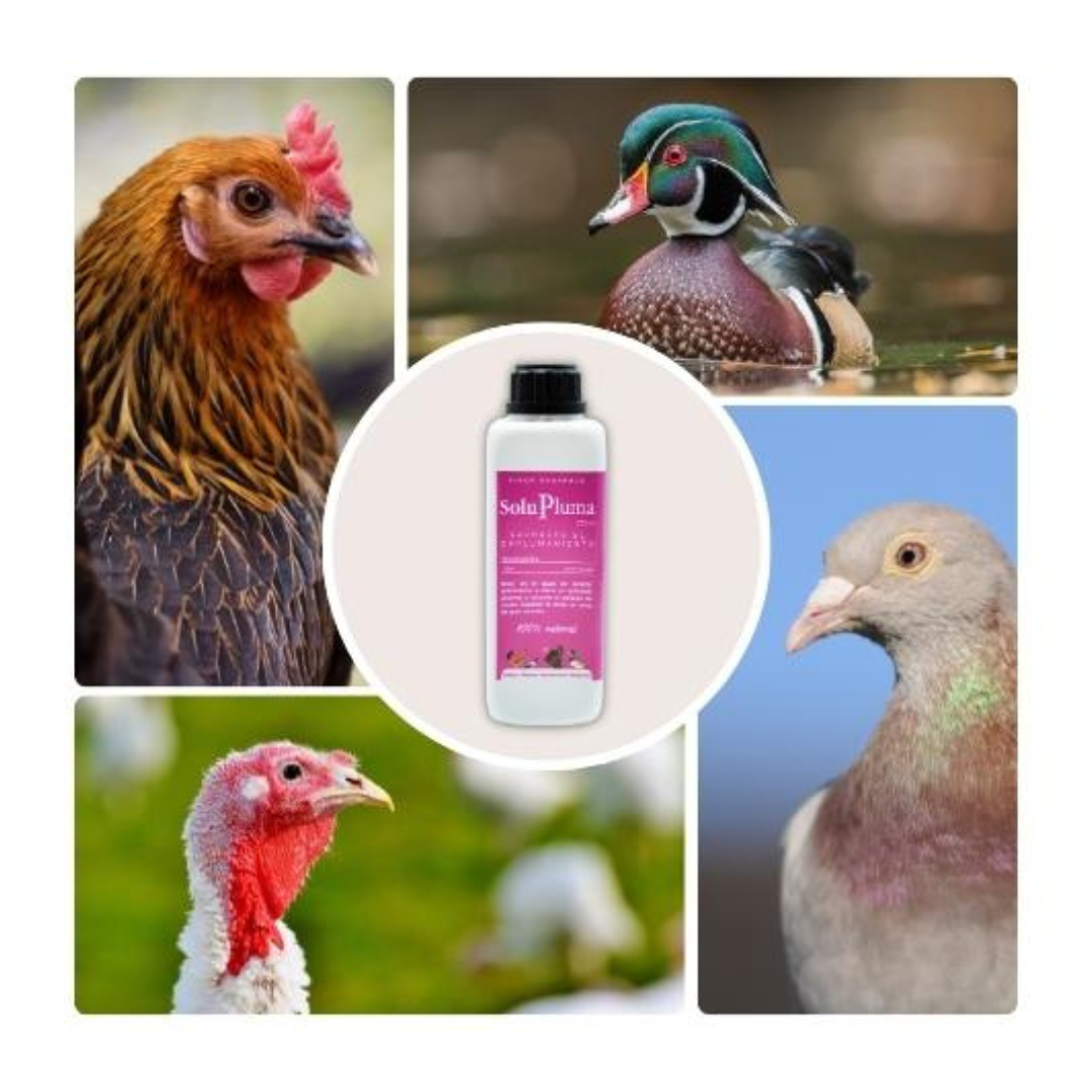 SoluPluma - Vitaminas Para La Muda De Las Plumas - Favorece El Emplumamiento De Gallinas, Palomas, Palmípedas - 250 Ml_1