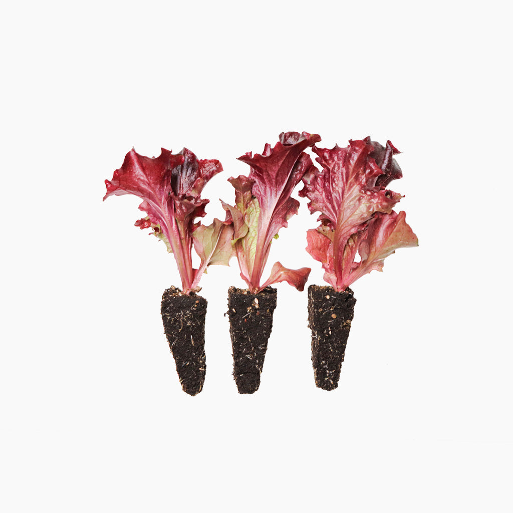 Plantón Lechuga Lollo Rosso - Plantabo.