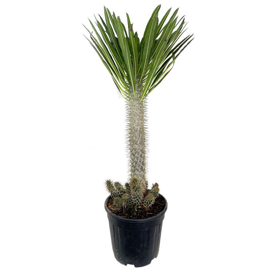 Pachypodium Lameri Ramificado M28 100cm_0