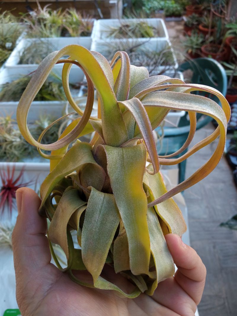 Tillandsia Streptophylla Impresionante Clavel Plan