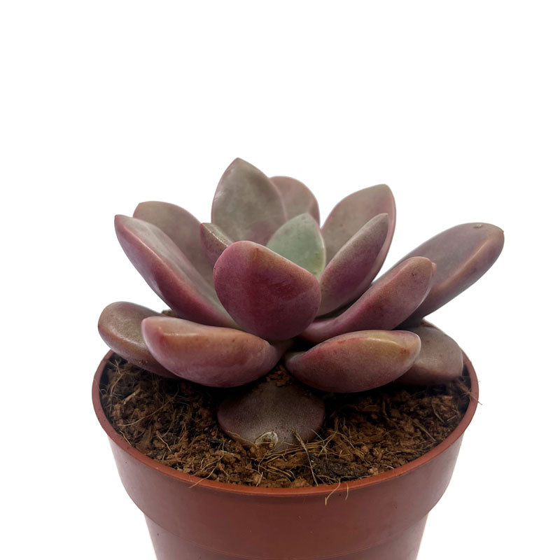 Graptoveria 'cumbre Vieja' Cactus Y Suculentas M8,5 cm Ø_0