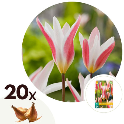 Bulbos De Tulipán - 20 Pzs - Tulipa 'clusiana Stellata' - Bulbos De Flores_0