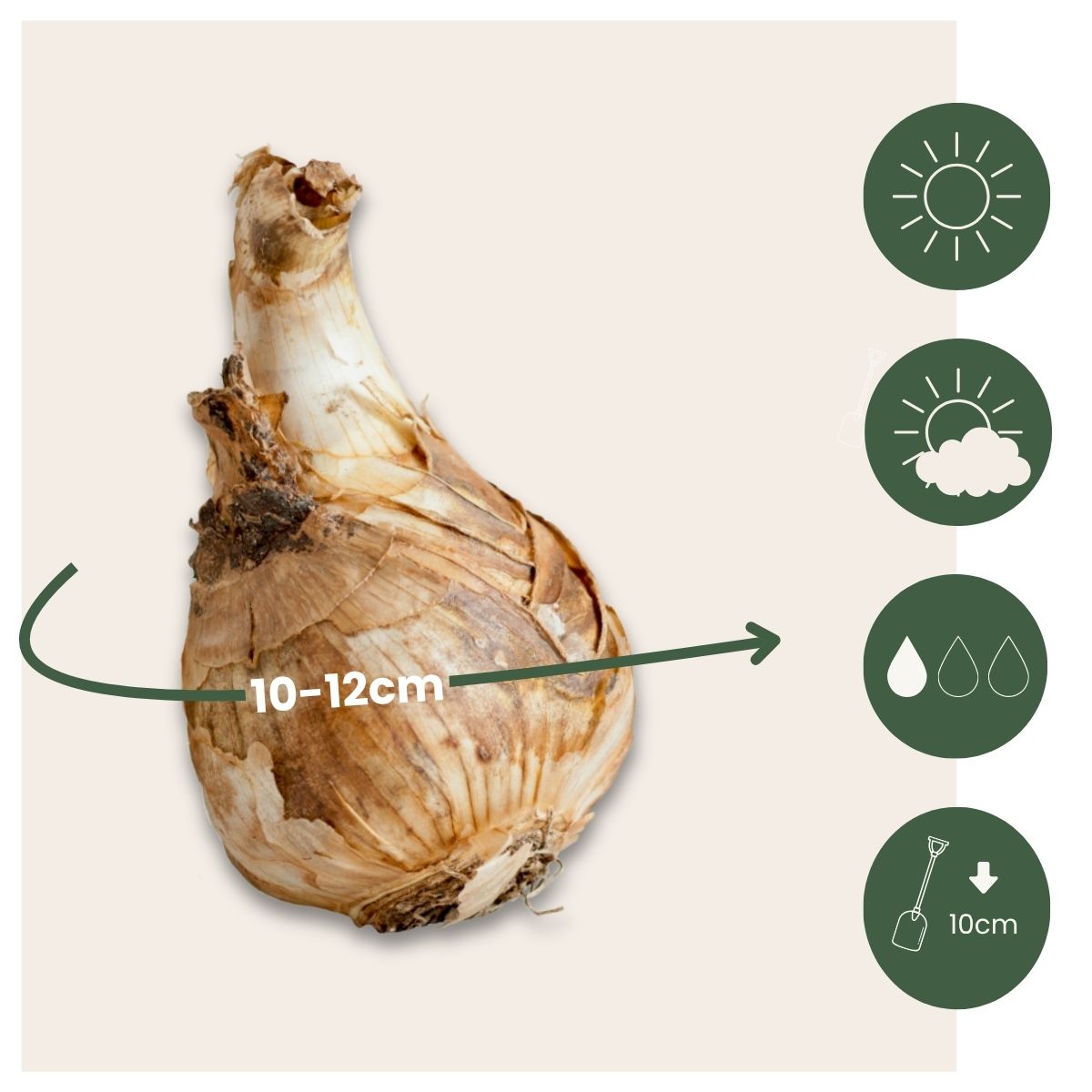 Bulbos De Narcisos - 15 Pzs - Narcissus 'mount Hood' - Bulbos De Flores