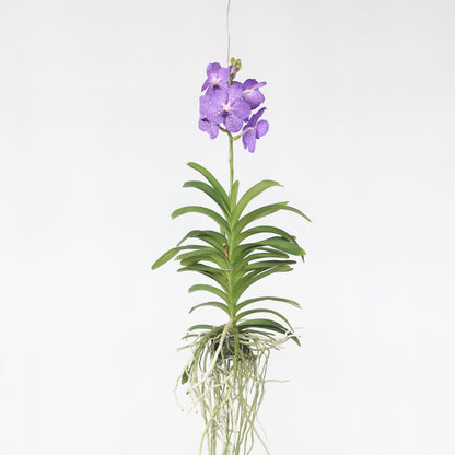 Orquídea Vanda - Vanda 'blue' - Altura 55-65cm