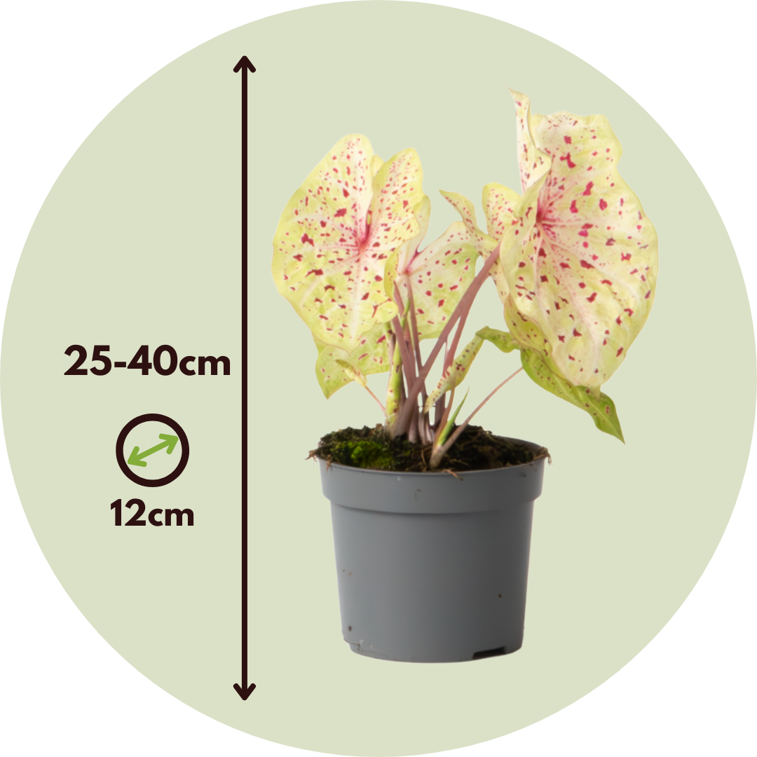 Caladio - Caladium 'miss Muffet' - Altura 25-40cm - ⌀12cm_2