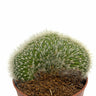 Cleistocactus Strausii Cristata Cactus Y Suculentas M8,5 Ø