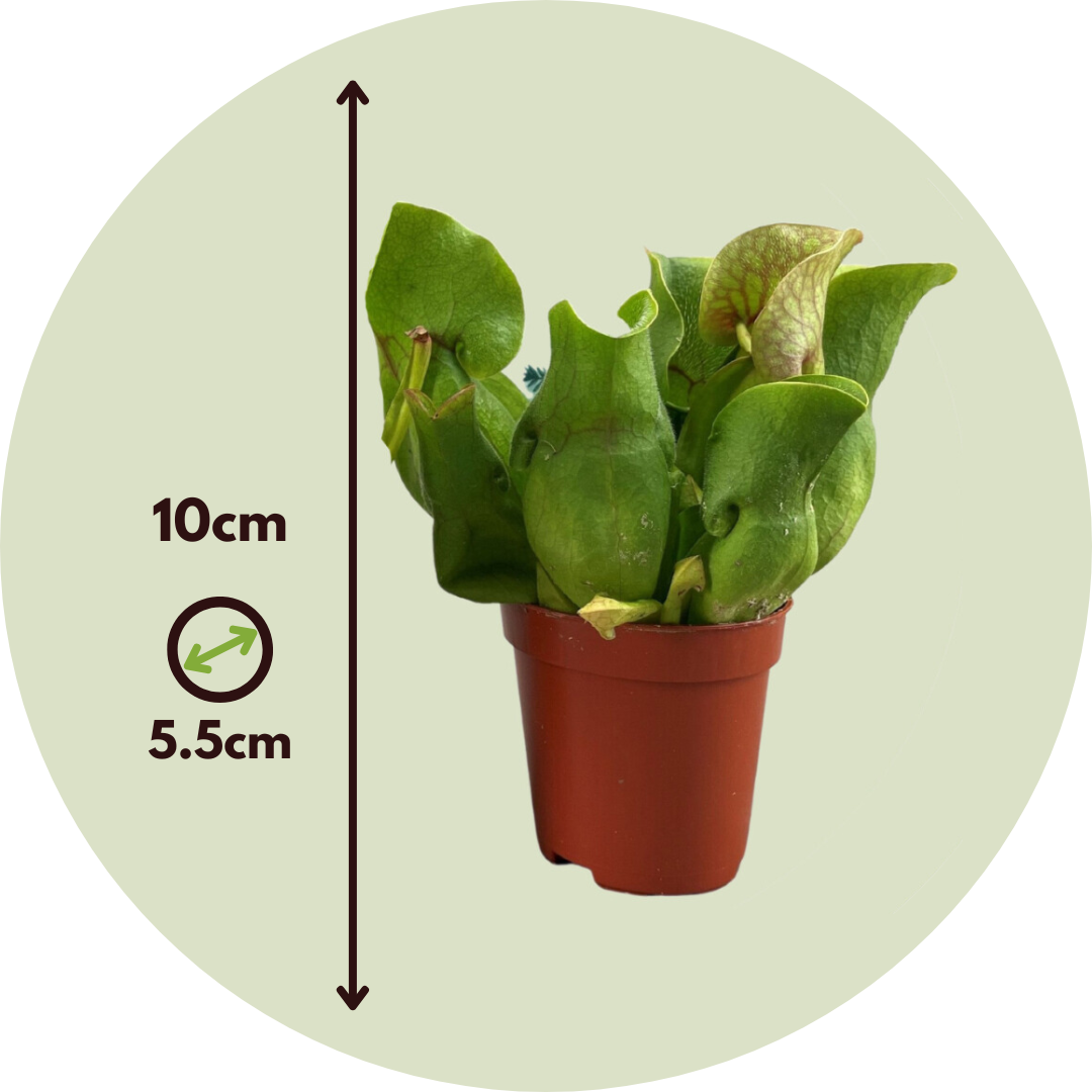 Planta Cobra Roja - 3 Pzs - Sarracenia Purpurea - Altura 10cm - ⌀55cm
