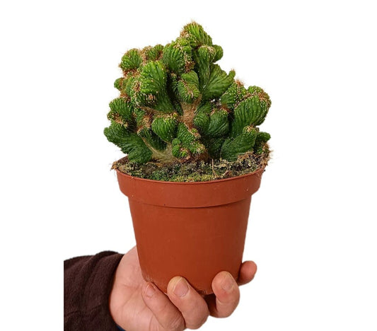 Cereus Peruvianu Cristatus M13_0