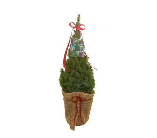 Picea Glauca M20 60cm_0