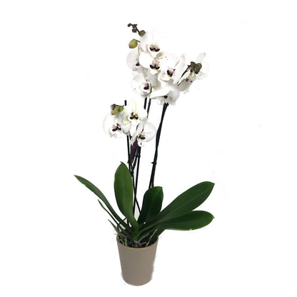 Orquidea Phalaenopsis Prince 2/3 Tallos M12 70cm