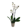 Orquidea Phalaenopsis Prince 2/3 Tallos M12 70cm