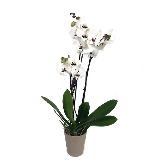 Orquidea Phalaenopsis Prince 2/3 Tallos M12 70cm_0