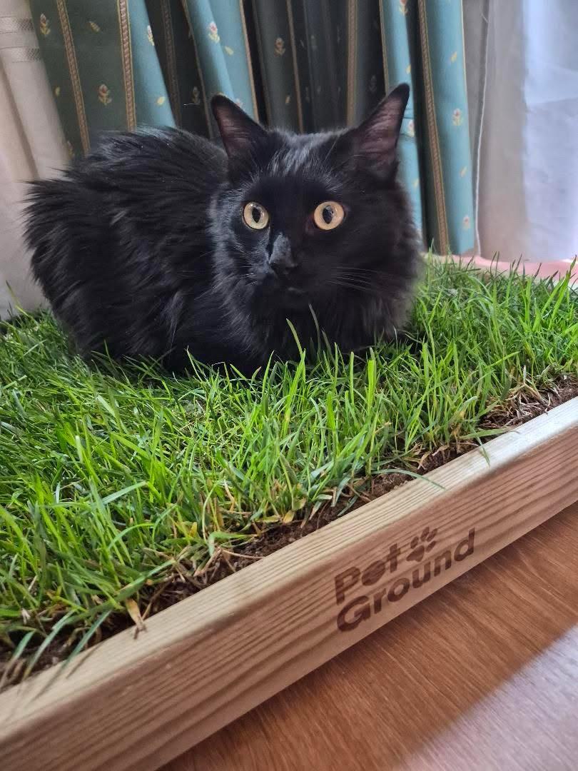 Petground, Cama Con Césped natural Para Gatos, Caja De Madera, Accesorio, Mueble S: 62 X 42 Cm_4
