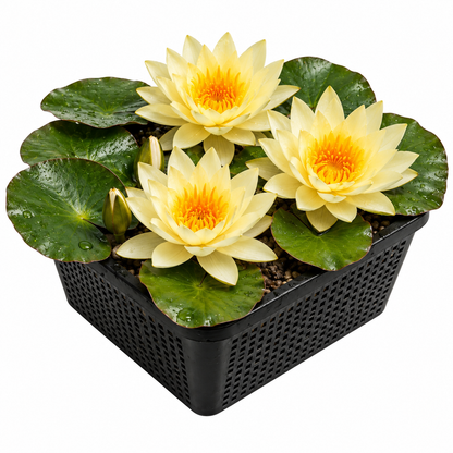 Nenúfar Amarillo - Nymphaea Marliacea - 1x Nenúfar Multiflor Con Cesta_0