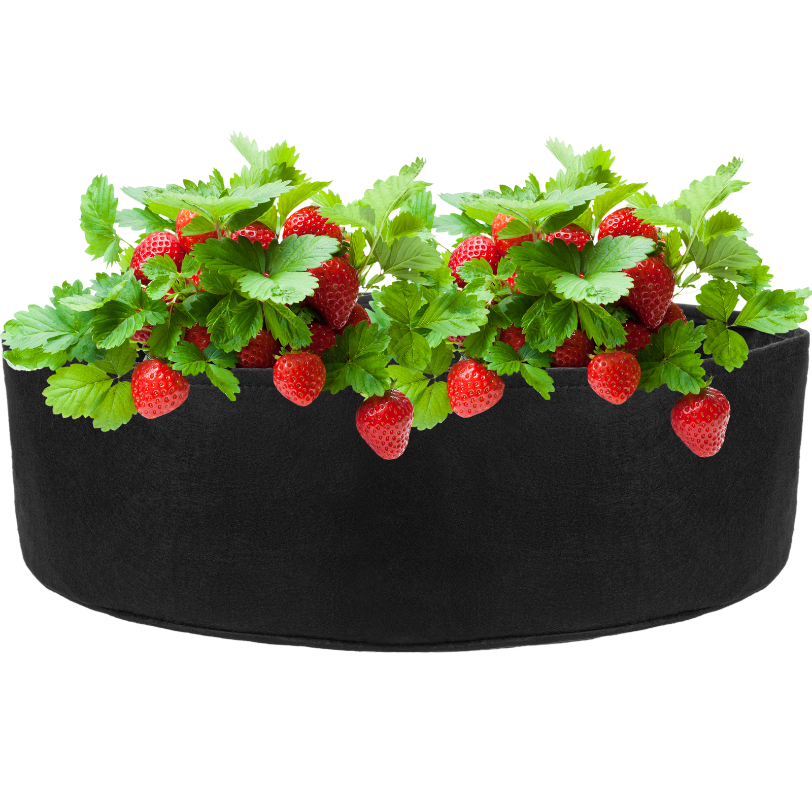 Bolsa De Cultivo Y Crecimiento De Plantas 125x30cm 3 Unidades_2