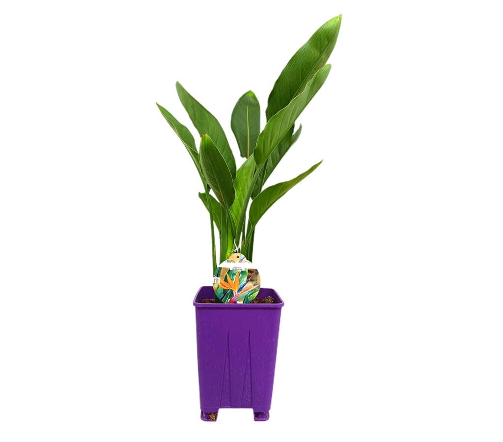 Strelitzia Regina 2p M22 70cm (ave Del Paraiso)_0
