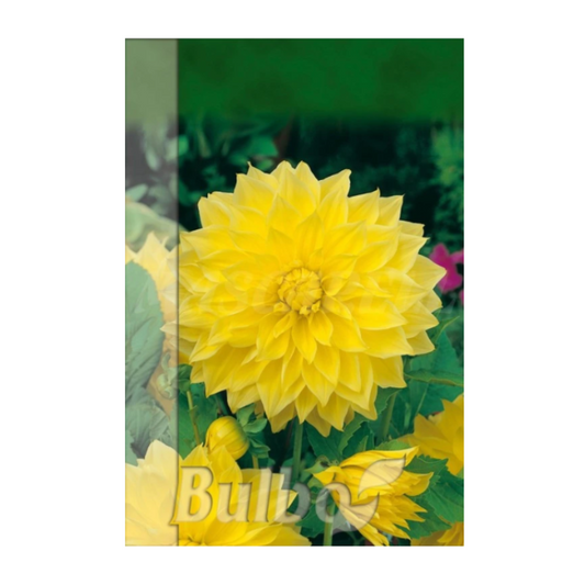 Bulbo Dalia Kelvin Floodlight Amarilla_0