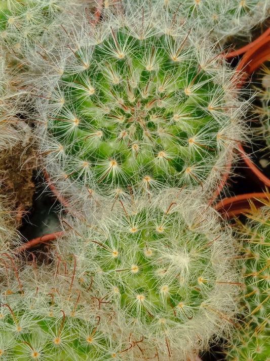 Suculentas Y Cactus Variedad #47 Planta Sin Id
