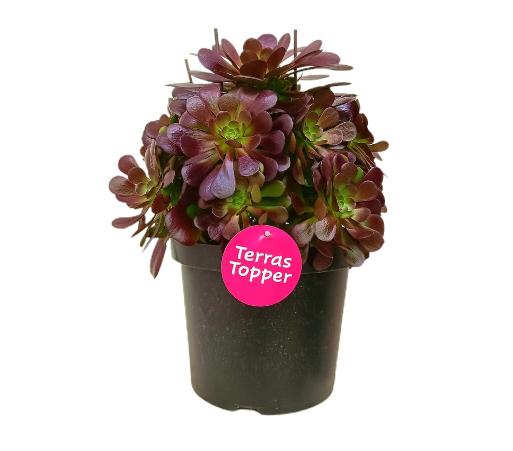 Aeonium Arboreum M29 50cm_0