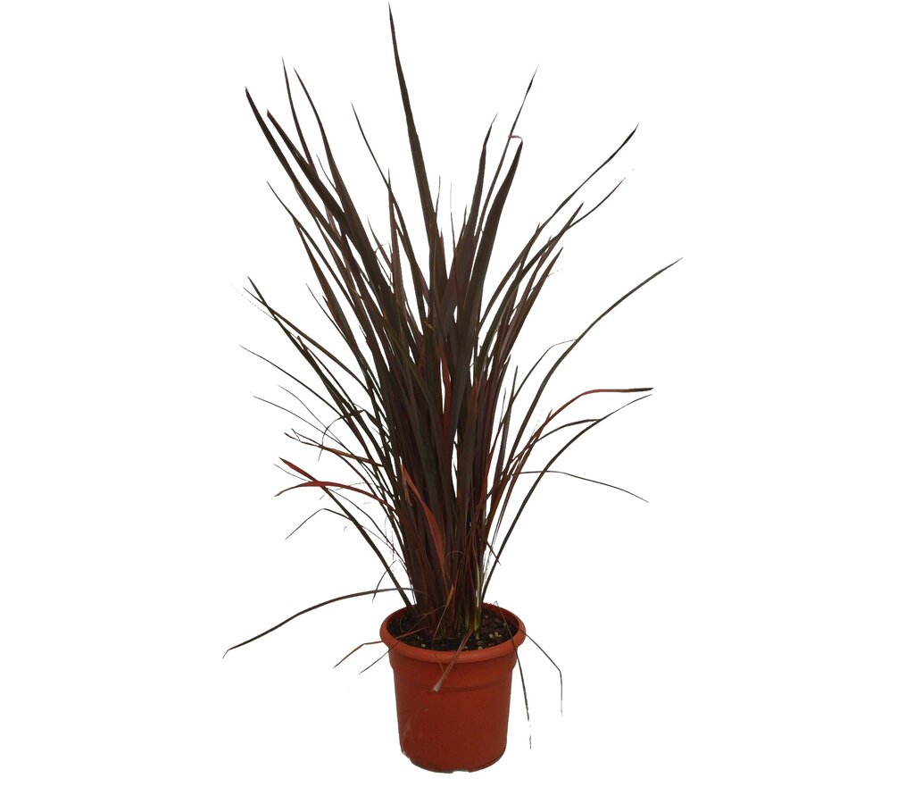 Phormium Amazing Red M25 80-100cm_0