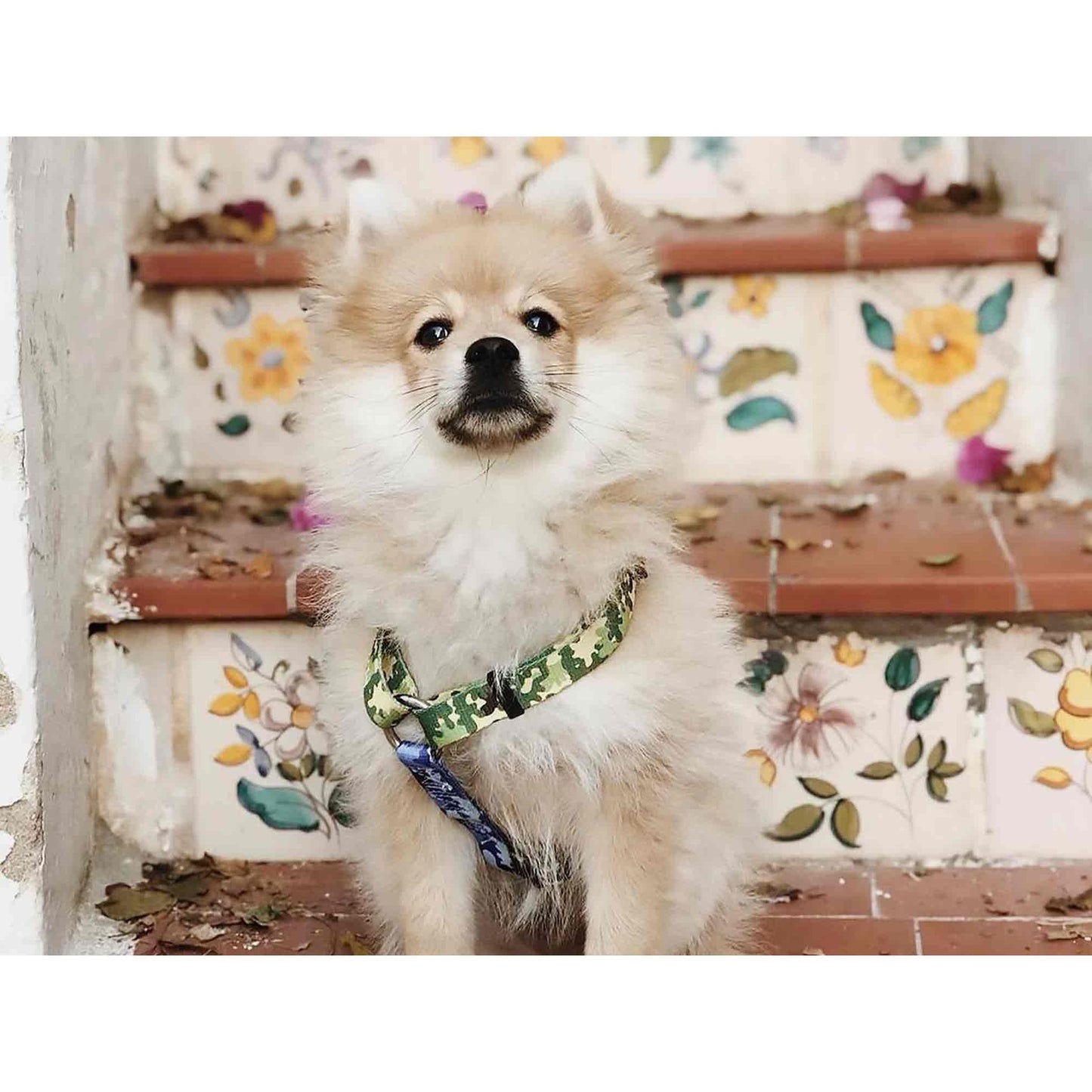 Arnés clásico para perro CAMO Dukier L