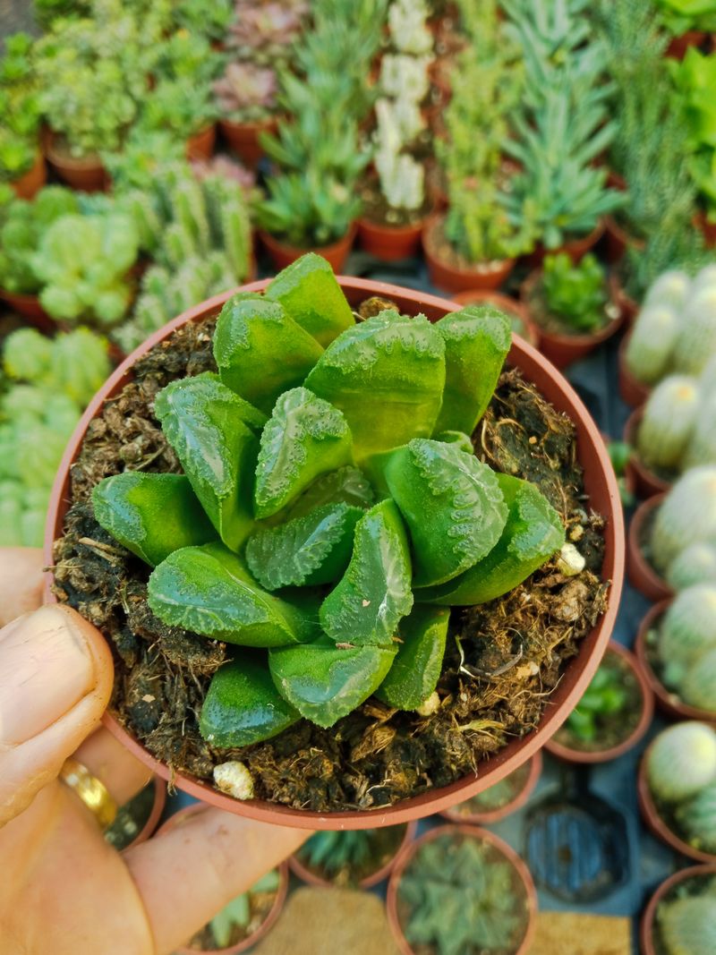 Haworthia Sp No Id Planta Suculenta 5 Cm_0