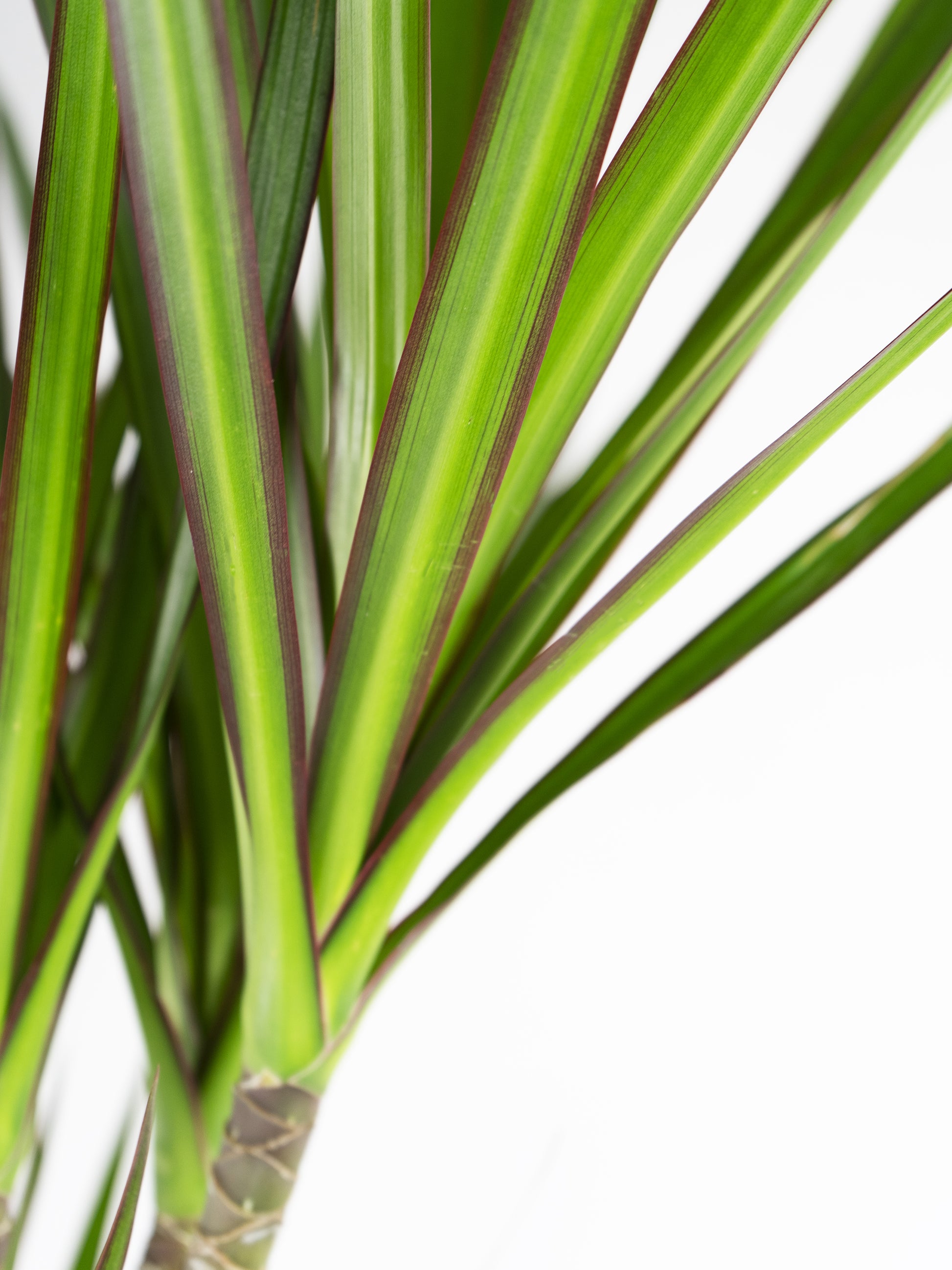 Dracaena Marginata | Altura 120cm - Diámetro 20cm