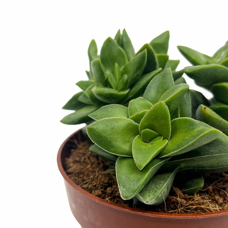 Crassula Springtime Cactus Y Suculentas M8,5 Ø