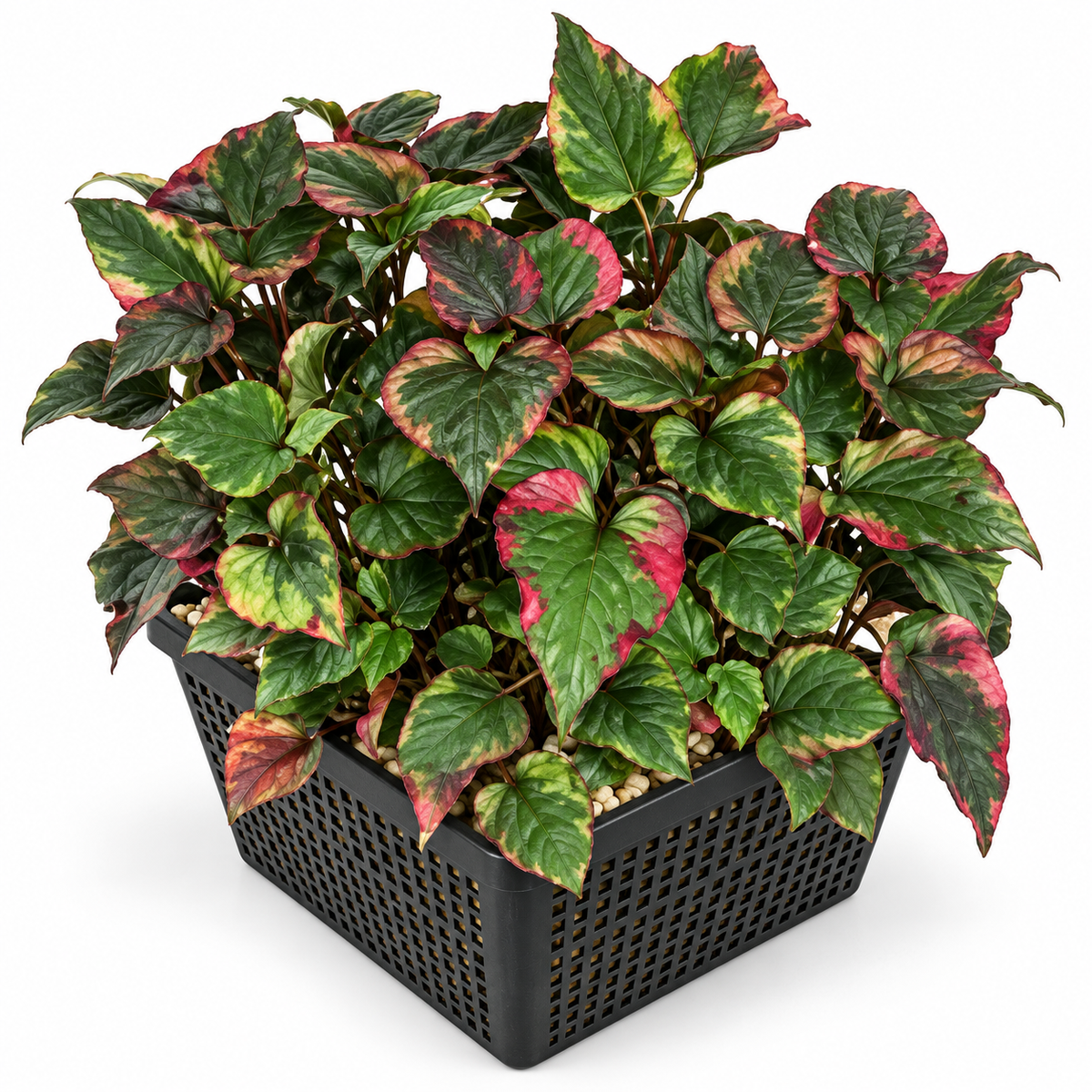 Anémona De Pantano - Houttuynia Cordata - Set De 4 Con Cesta_0