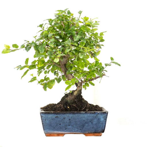 growing a bonsai tree from seed Bonsai Beginner Tree Starter Kit - DIY From Seed to Tree