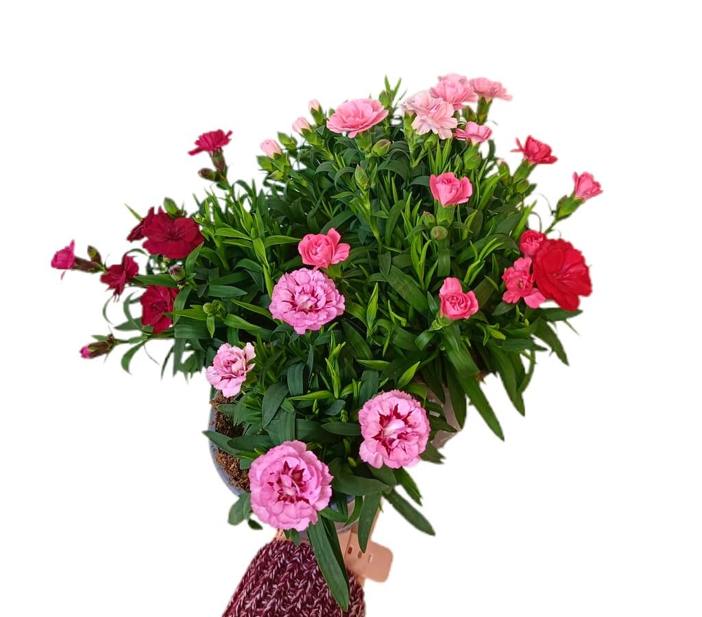 Clavel Variado M11_0