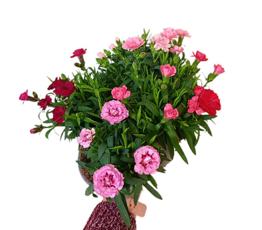 Clavel Variado M11_0