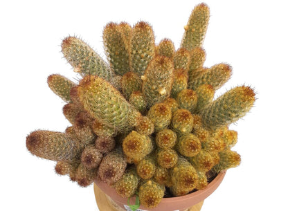 Mammillaria Elongata T20 30cm_1