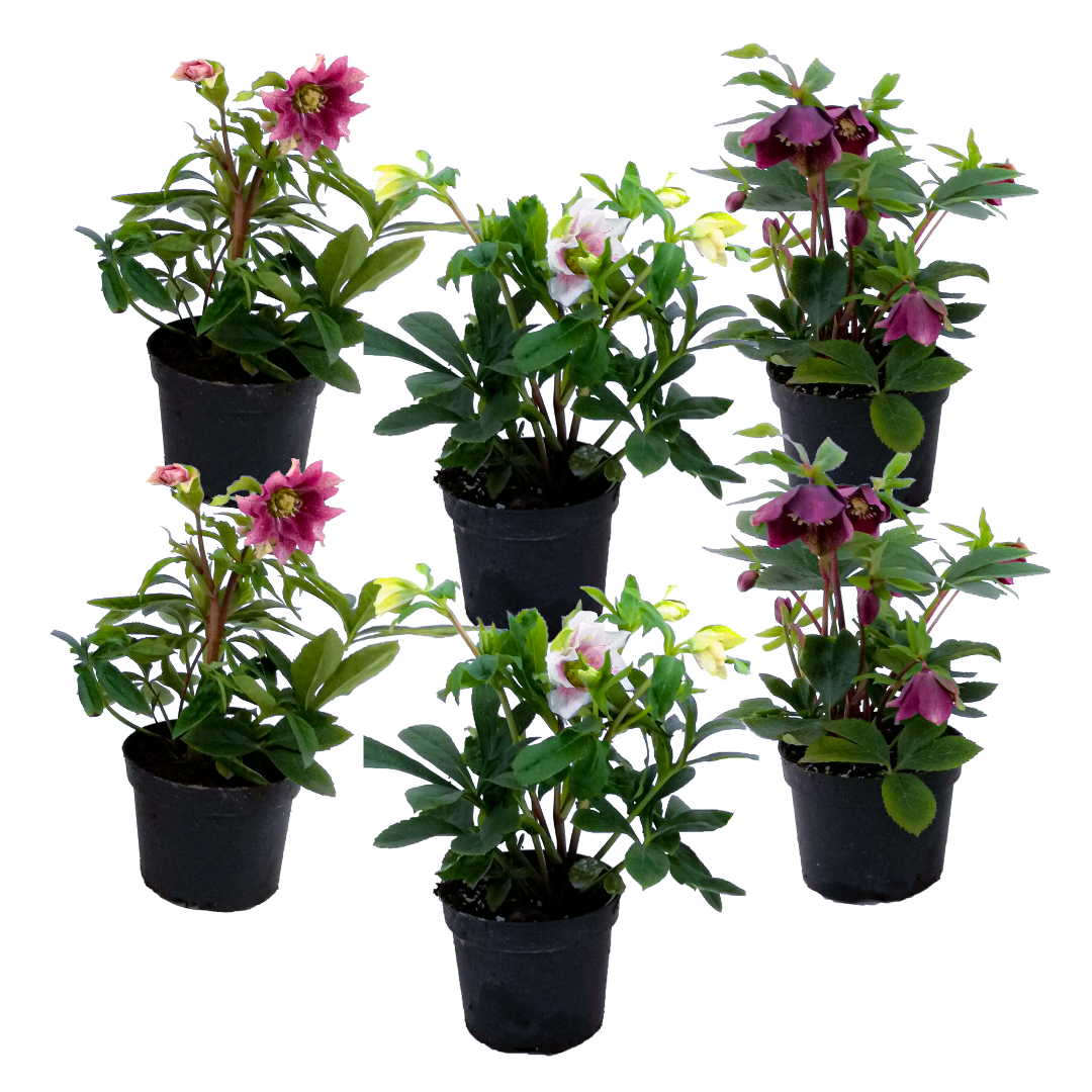 Eléboro - 6 Pzs - Helleborus Orientalis - Altura 20-30cm - ⌀12cm_0
