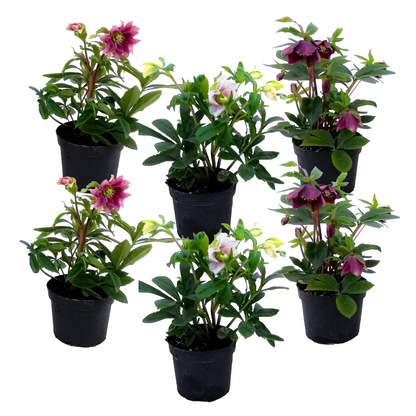 Eléboro - 6 Pzs - Helleborus Orientalis - Altura 20-30cm - ⌀12cm_0