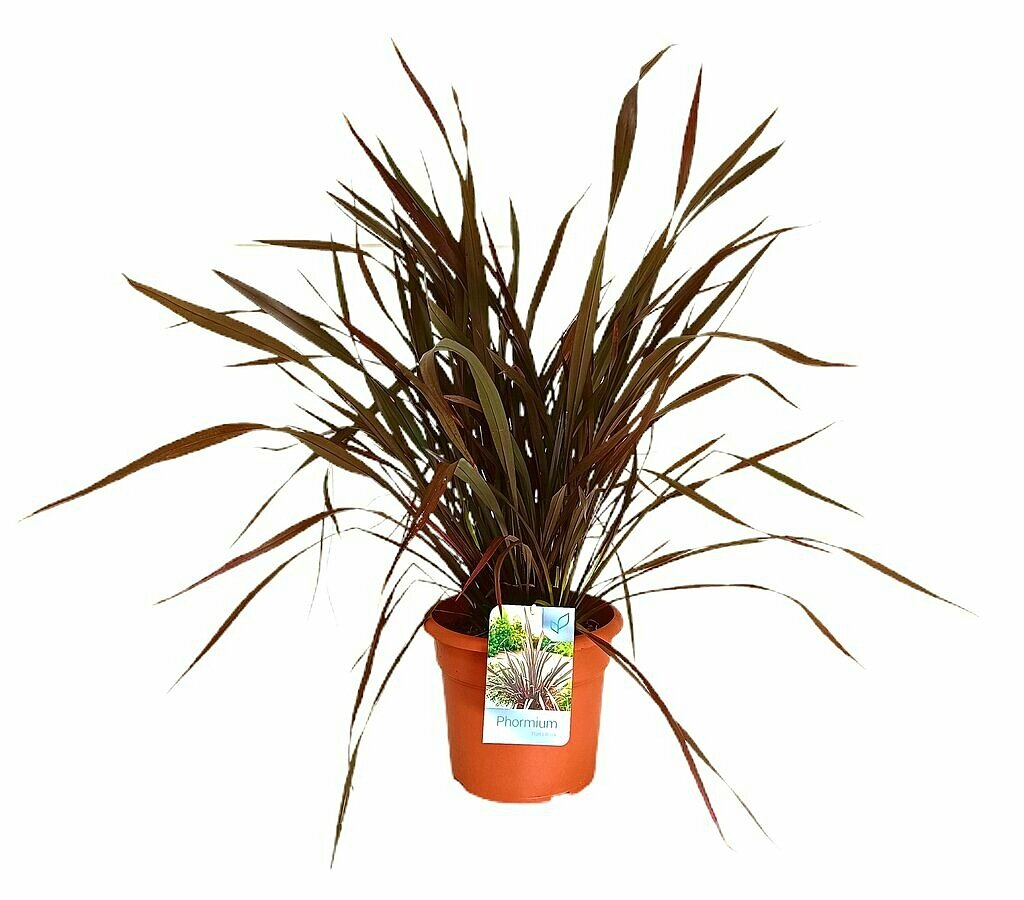 Phormium Platt's Black M20 70-90cm_0
