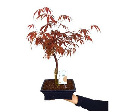 Bonsai Acer Palmatum Atroppurpureum 7 Años 35cm