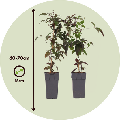 Clemátide - 2 Pzs - Clematis Montana 'fragrant Spring' - Altura 60-70cm - ⌀15cm_2