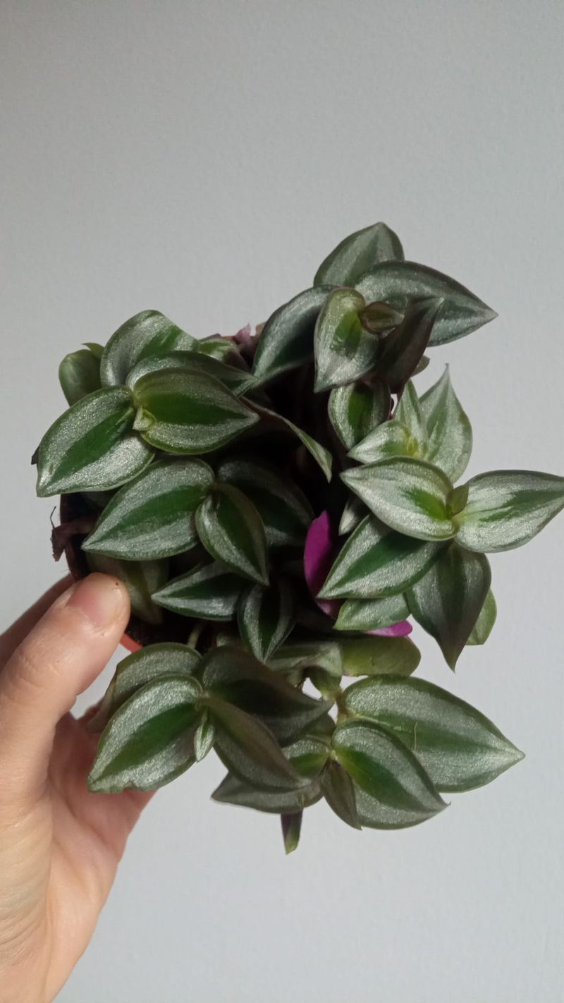 Planta Tradescantia Zebrina Ø8_0