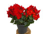 Begonia Eliator M19 35cm