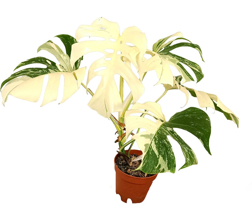 Monstera Albo Variegata M17 50cm_1