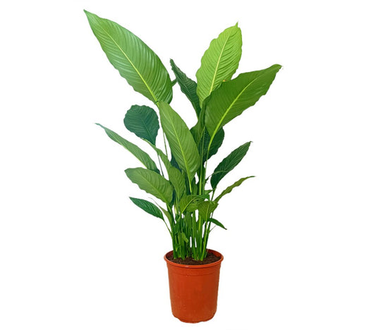 Spathiphyllum Sebastiano M24 80-90cm (cuna De Moisés)