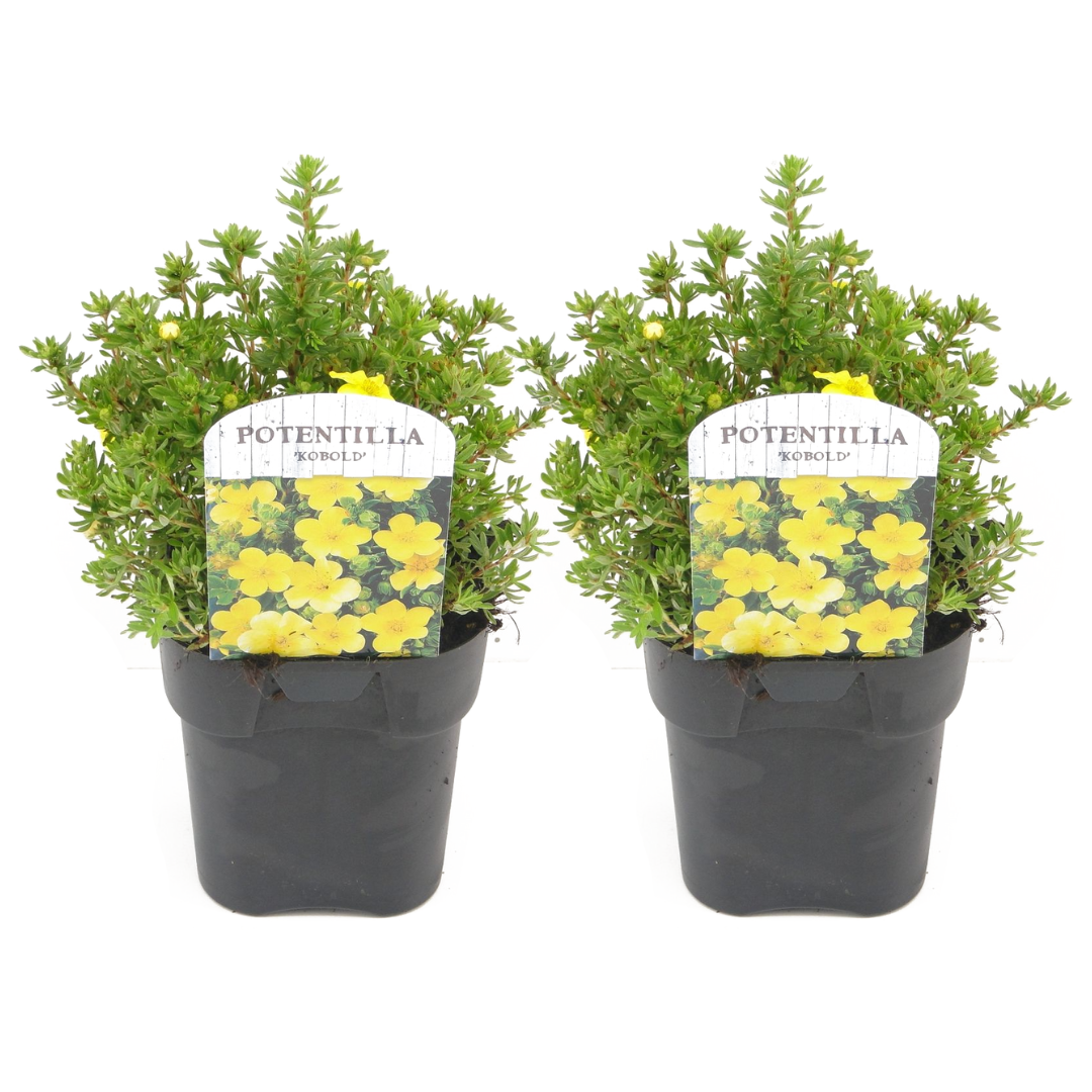 Cincoenrama - 2 Pzs - Potentilla Fruticosa 'kobold' - Altura 20-30cm - ⌀17cm_0