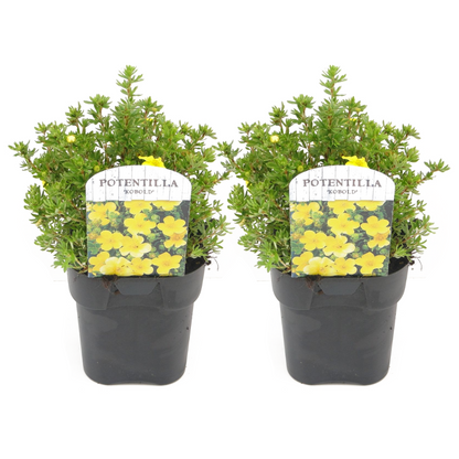 Cincoenrama - 2 Pzs - Potentilla Fruticosa 'kobold' - Altura 20-30cm - ⌀17cm_0