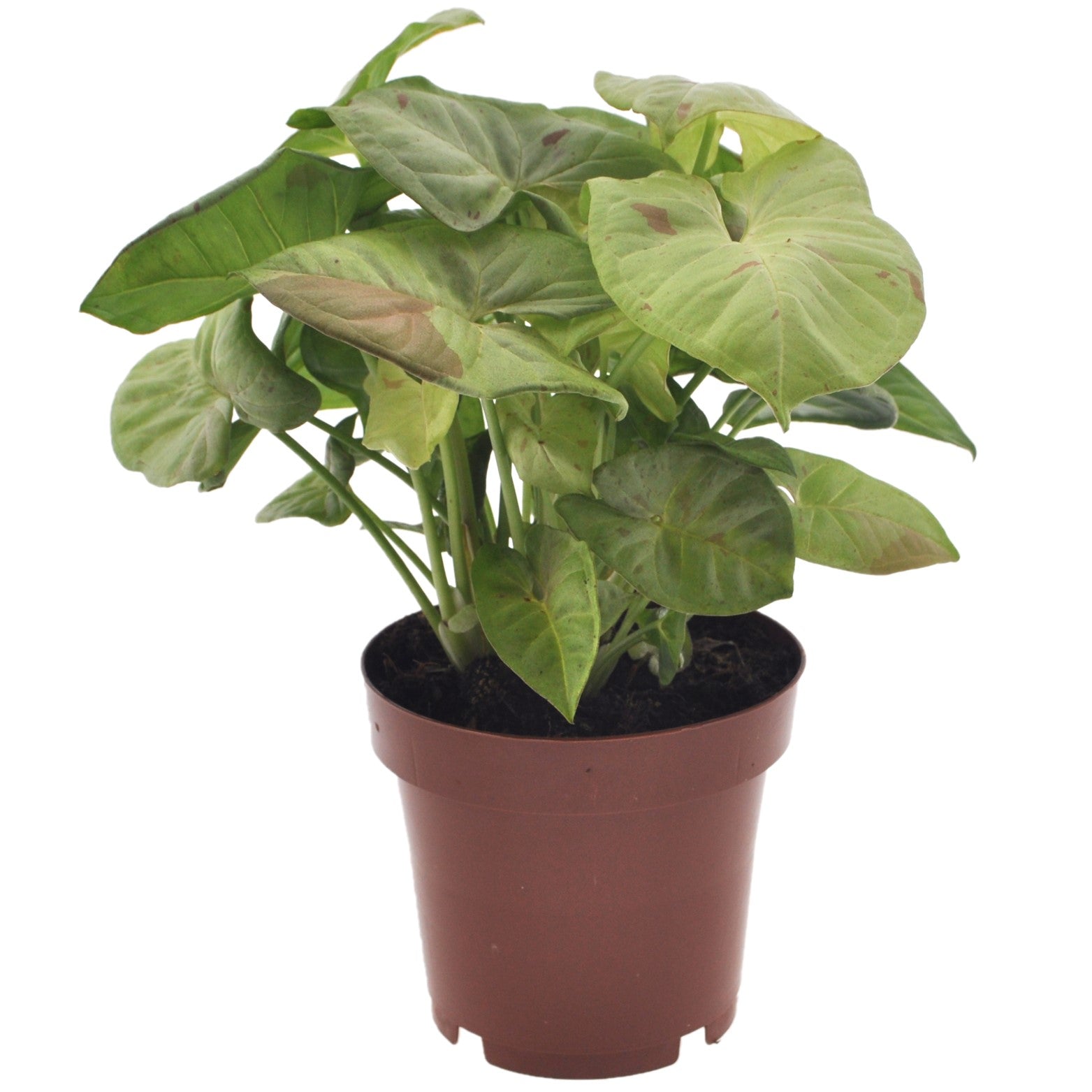 Singonio Confeti - Syngonium 'milk Confetti' - Altura 20-30cm - ⌀12cm_0