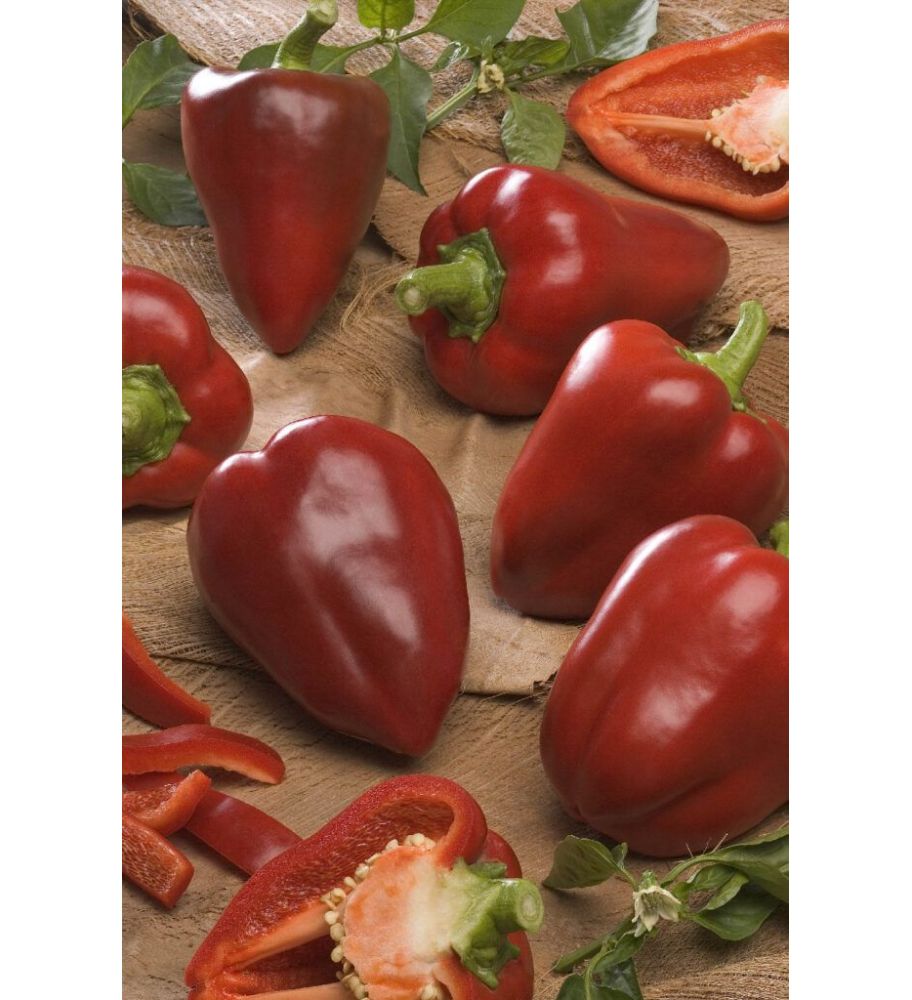Plantón Pimiento Morrón De Conserva (10 Unidades)_0